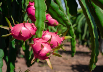 Red Dragon Fruit Taste Sweet, Mildly Tangy Harvest Method Hand-picked Shipping Terms Fob Batam – Recommended Color Bright Red Skin / Deep Red - Karya Commodity - Indonesia