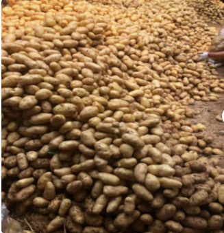 Fresh potato price in China/potato wholesale price/sweet potato price ton.Best Selling Yellow Potatoes Organic Fresh Potatoes - Almaa SCS - Belgium