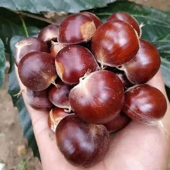 Fresh Chinese Chestnuts Qianxi Qinglong Dandong Origin Large Sweet Raw In-Shell Chestnut for Bulk Wholesale Export - SinoValley Agro Group Co., Ltd. - China