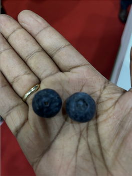 Fresh Blueberries Color Blue Origin - Unna Corporation - Philippines