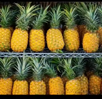 Fresh Pineapple – Export Quality, Sweet & Juicy MD2/Queen Variety, Bulk Wholesale Supply - TRADE NEPAL LLC - United States