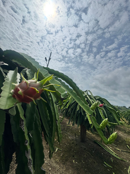 The best Dragon Fruit - Luma Export - Ecuador