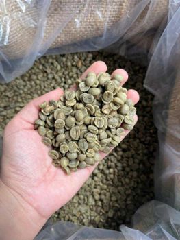 Vietnam Robusta Coffee Bean s16 – product photo, Roasted Robusta Coffee products found from trusted suppliers, wholesalers, manufacturers & exporters Listing