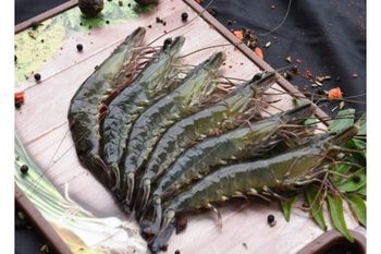 Black Tiger Shrimp HOSO - AGOFISH - Vietnam