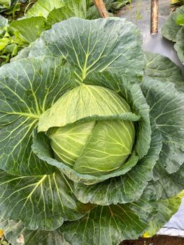 Cabbage Quality High quality Place of Origin - Pt ragil jaya mandiri project - Indonesia