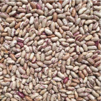 Premium 100% Bulk Pinto Beans For Global Trade Pinto Beans Offered With Quality Control And Competitive Export Planning - AGRO AFRIQUE COMPANY LIMITED - Tanzania