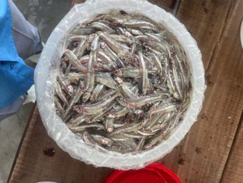 SALTED WHOLE ANCHOVY - Raw materials for Fish sauce, Bagoong, Balacan - TPPFOOD - VietNam - Vietnam