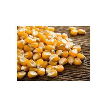 High quality yellow maize ideal for animal feed and food production - Medcompex Gmbh - United Kingdom