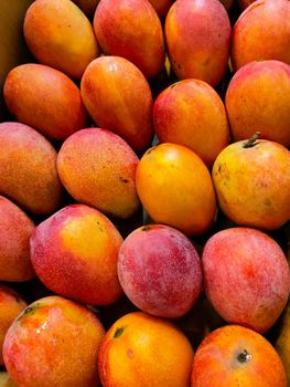 Fresh mangoes Origin Brazil Pulp Color Yellow-orange Texture Firm And Fiberless Fruit Size Medium To Large Color Dark Green With Red Blush, Vibrant Yellow - Trivalli Comercio Global LTDA - Brazil
