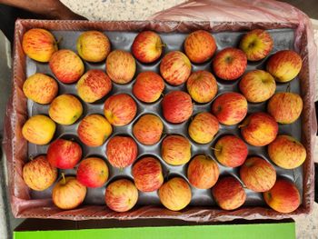 Fresh Apple Ph 3.5–4.0 Moisture Content 80–85% Size 65–85 Mm (grade A) Weight Per Fruit 150–250 G Tss Degree Brix 11–15 - BF GLOBAL TRADING (PTY) LTD - South Africa