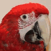 Product - ANIMALIS PET SHOP - Belgium