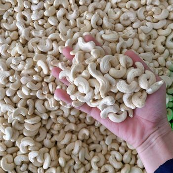 Premium Quality Cashew Nuts Roasted