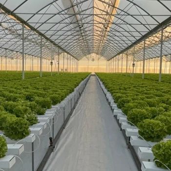 Industrial Hydroponics Nft System with Irrigation a Vertical Growing Greenhouse System - Shouguang Greentime Agriculture Technology Co., Ltd. - China