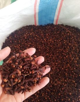 Cloves Features Organic Form Whole Stalks - CV PUTRA TELLO MANDIRI - Indonesia