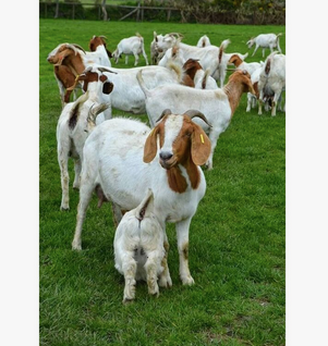 Best Seller of goats Boer Goats at wholesale price.Top Selling sheep in bulk Merino sheep at wholesale price.Buy High Quality Pure - Almaa SCS - Belgium