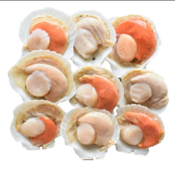 Frozen Scallop Shellfish Grade A Quality Grade Top Grade Shelf Life 8 Months, 8 months - TRADE NEPAL LLC - United States