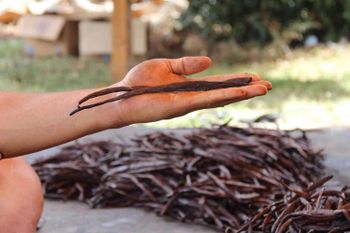 Premium Grade Dried AD Processed Madagascar Vanilla Beans High Quality Raw Factory Supplied Food Seasoning Cooking - CPW TRADE LTD - United Kingdom