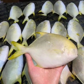 Wholesale Fresh Seafood High-Quality Fresh Frozen Whole Golden Pomfret Fish - Rizhao Primega Foods Co.,Limited - China