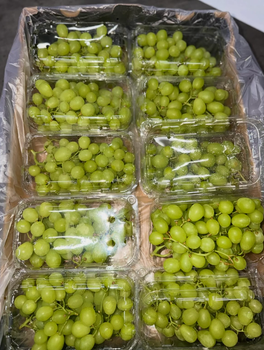 Autumn Crisp Premium Australian Green Grapes OEM Packaging Export Quality, Premium Table Grapes On Sale - Sosa Merchant Solutions - Austria