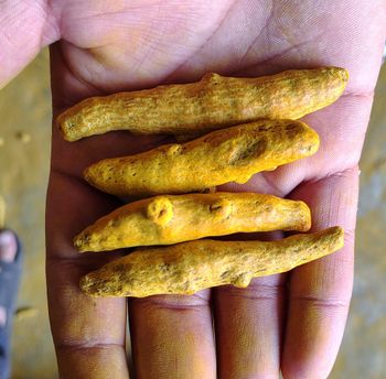 Turmeric - PUJARICO EXPORTS LLP - India