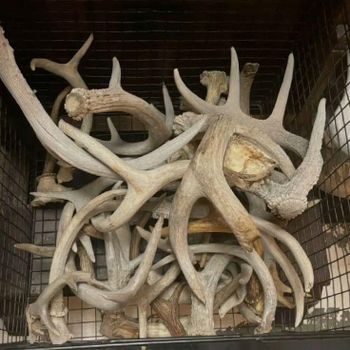 Premium Red Deer Antler Horn Natural Healthy Chew For Dogs Excellent Quality Wholesale Price Limited Time Offer Availabl from CPW TRADE LTD Premium Red Deer Antler Horn Natural Healthy Chew For Dogs Excellent Quality Wholesale Price Limited Time Offer Availabl - CPW TRADE LTD - United Kingdom