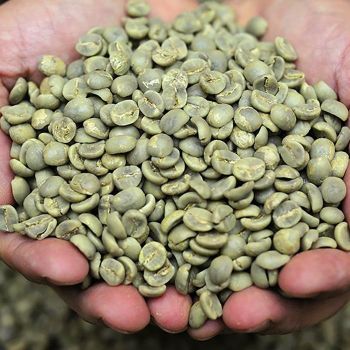 Robusta Coffee Beans 60kg Jute Bag G1 Raw Coffee S16 Wet Polished Green Coffee Bean - AK.BOLO MEDIK LTD - Thailand