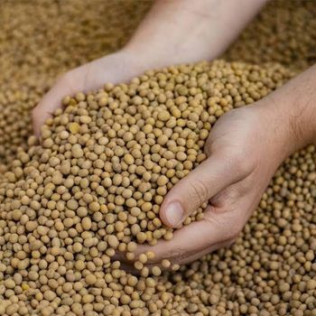 Soybeans from Faith corporate Soybeans - Faith corporate - Burkina Faso