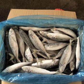 Frozen Horse Mackerel for Sale Top-Grade Frozen Fish Ideal for Grilling, Frying, and Stews Bulk Orders Available - JMB  - Canada