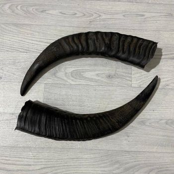 Dried Natural Buffalo horn - Shah Amanat export import international  - Bangladesh
