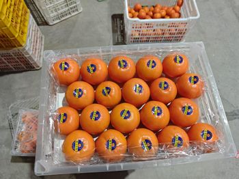 Fresh Wogan Mandarin Oranges Sweet, Juicy, High-Quality Citrus Fruits - Super vegetables and fruits CO - China