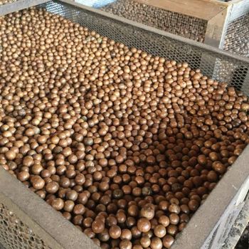 Macadamia Nuts from SHABANI Macadamia Nuts - SHABANI - Tanzania