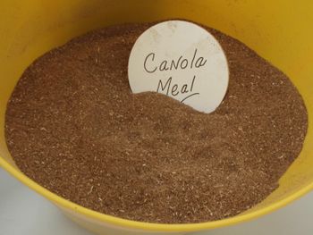 Rapeseed Meal and Canola Meal Oil Content 1.5% Shelf Life 2 years Moisture Content 10% Fat Content 1.5% Max Crude Fiber Content 12% -  DAEWKAEW PANTAMANG Co., Ltd - Thailand