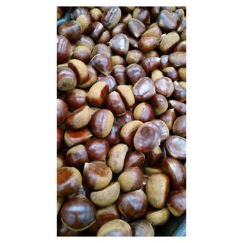 Top grade raw chestnuts for sale with consistent size and freshness from Starmark Company Limited Top grade raw chestnuts for sale with consistent size and freshness - Starmark Company Limited - Tanzania
