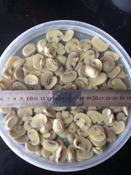 mushroom canned button and whole from Vietnam - VIETEX AGRI  TRADING CO  LTD - Vietnam