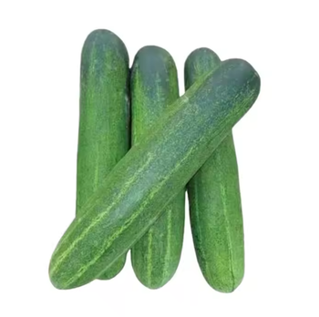 Fresh Cucumber Grade A Texture Crunchy Length 15–25 Cm Shelf Life 1–2 Weeks Packaging 5kg / 10kg Cartons, bag - TRADE NEPAL LLC - United States