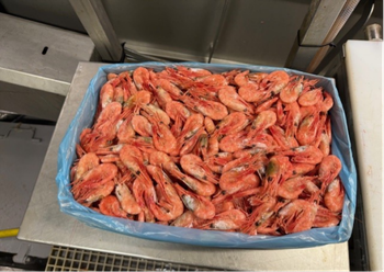 Frozen Fresh Red Shrimps Selected From Trusted Sources With Natural Taste And Reliable Supply For Wholesale Distribution - TOSOH INTERNATIONAL - South Africa