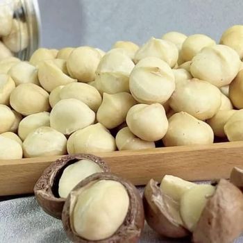 High Quality Organic Macadamia Nuts in Shell Raw Bulk Macadamia Nuts Wholesales - AL JABLI TRADING COMPANY LIMITED - Tanzania