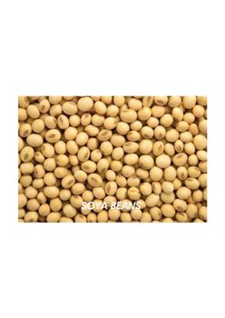 Soy Beans from N-Fizah Investments Limited Soy Beans - N-Fizah Investments Limited - Nigeria