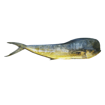Frozen Mahi Mahi Fish Export Quality Fillets Delivering Fresh Taste Retention And Professional Packaging Support - TOSOH INTERNATIONAL - South Africa