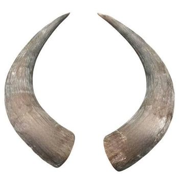 Cow horn - De Morgan Technologies - Nigeria