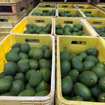 Avocado Hass, Mango Tomm/Kent from Brazil Features Organic Fruit Type Avocado, Mango - Lynkagro - United Arab Emirates
