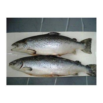 frozen salmon head whole Salmon fish Best price offer. - TREVEX INTER CO.,LTD - Thailand