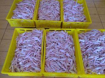 Frozen Chicken Paws Best Price Grade AA Cut paws Fat Content low Storage Type -18 C Meat Content Other Max. Moisture (%) 3 - MT Trading GmbH - Germany