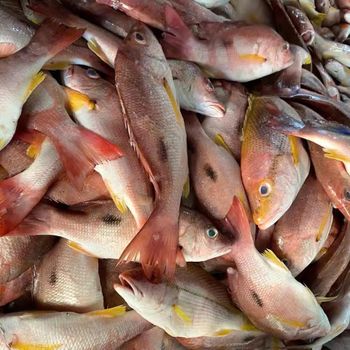 Bulk supply frozen red snapper fish export grade seafood ready for distributors and retail trade markets - TRADECENTRIC LLC - United States