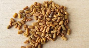 Fenugreek Seeds (Whole) Moisture Max 10% Foreign Matter Max 1% Purity 99% – 99.5% Min Extraneous Seeds Max 1% Color Yellow To Light - BF GLOBAL TRADING (PTY) LTD - South Africa