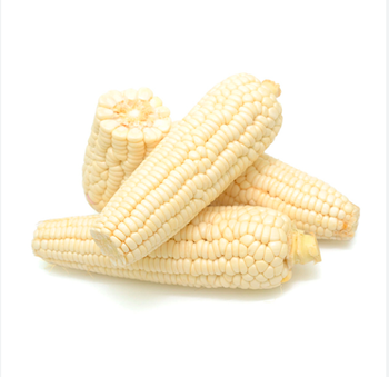 Premium Brazil White Corn Non GMO Food Grade Maize For International Buyers And Wholesale Distribution - Carla Pisselli Commercio - Brazil