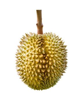 Quality Durian Freeze Dried Fruit Pieces Monthong Variety From Thailand No Additives No Added Sugar Premium - J.C.P IMPORT AND EXPORT CO., LTD - Thailand
