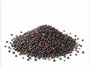 Canadian Canola Seeds - Zak export - Canada