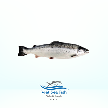 Frozen Salmon, Atlantic, Koho, Salmon By-Products Color Pink Material Optional Specification Flexible Fish Type Atlantic, Koho - Viet Sea Fish Ltd., Co. - Vietnam