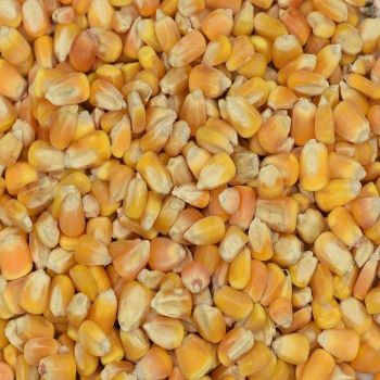 Yellow Maize Animal Feed for Horses Cattle & Chicken KBS Brand 25kg Bags Grade a - TRADECENTRIC LLC - United States